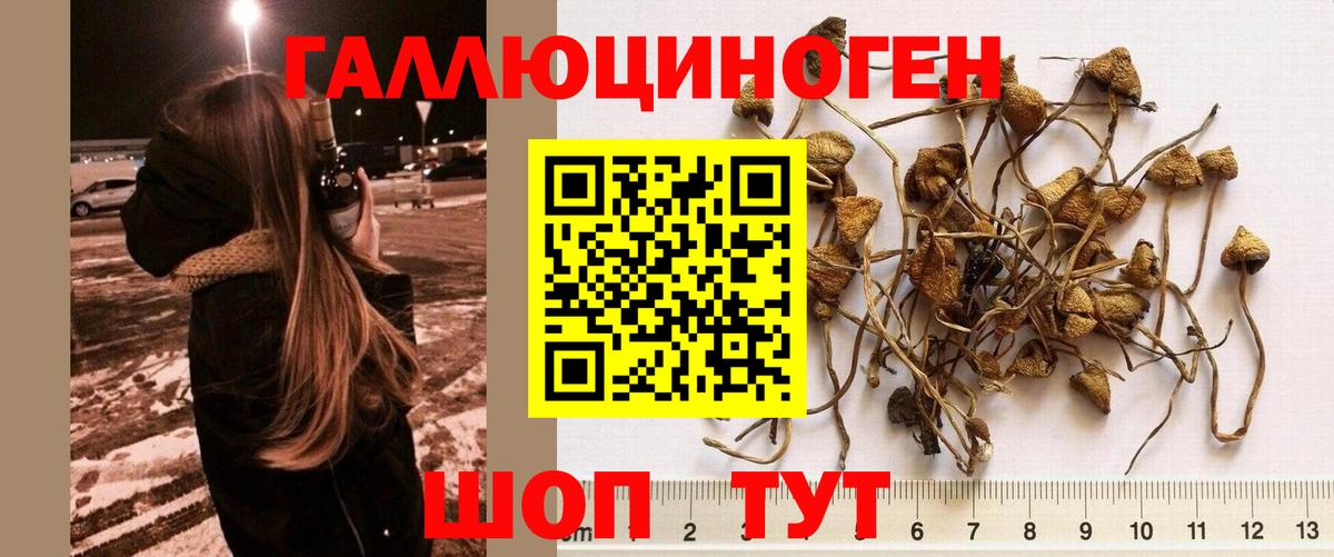 Псилоцибиновые грибы GOLDEN TEACHER  Вход с VPN  Оренбург 